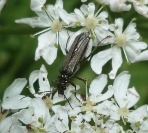 Oedemera tristis